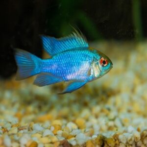 Cá phượng hoàng Lam