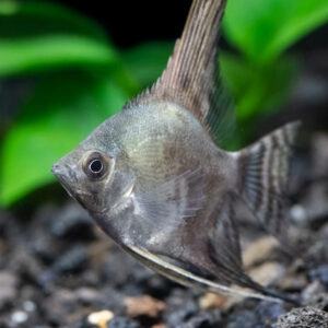 Cá thần tiên smokey