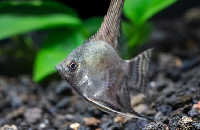 Cá thần tiên smokey