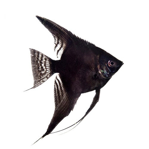 Cá thần tiên đen