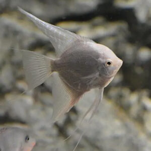 Cá thần tiên platinum