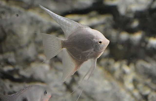 Cá thần tiên platinum