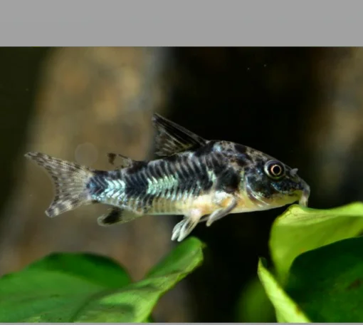 chuot-bong Cá chuột bông