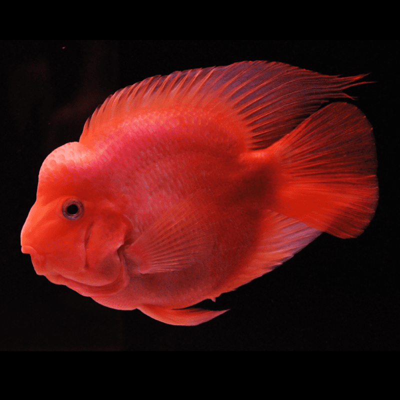 hong-ket-king-kong Cá hồng két king kong