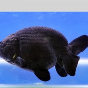 cá 3 đuôi ranchu đen