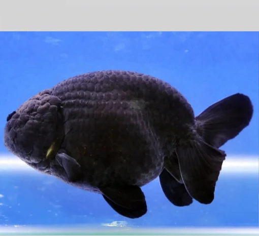 cá 3 đuôi ranchu đen