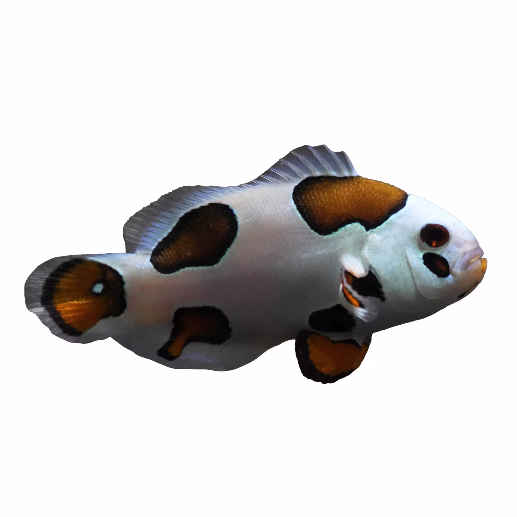 Cá hề Tricolor Storm Ocellaris