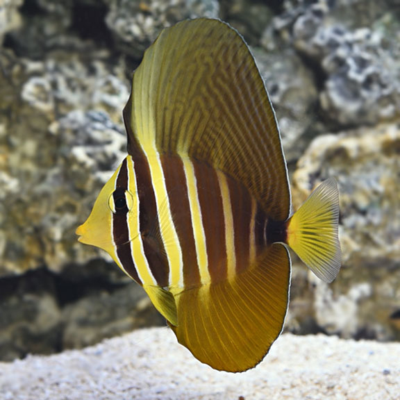 Ca-chim-du_Sailfin_Tang