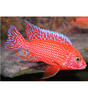 Ali thái pink peacock