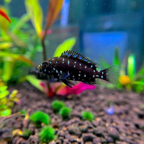 cá ali sao cá ali sao