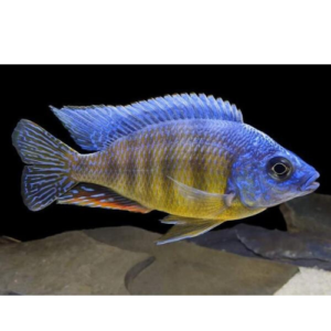 Cá ali thái taiwan reef