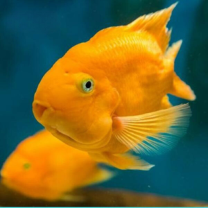 cá hồng két vàng