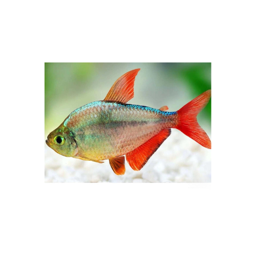 ca-hong-nhung-colombia