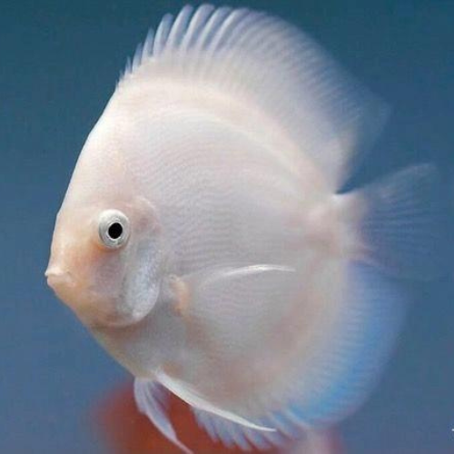 ca-dia-trang Cá dĩa trắng