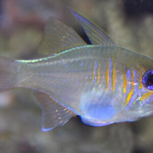 cá hồng ý Longspine