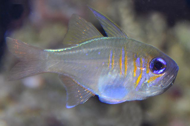 cá hồng ý Longspine