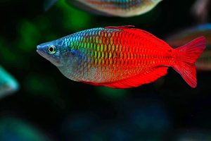 ca-cau-vong-thach-my-nhan