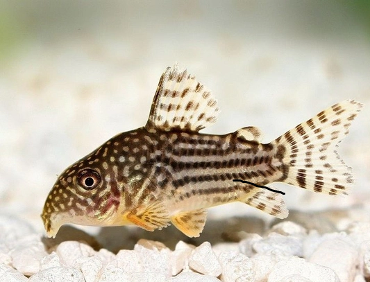 ca-chuot-sao ca-chuot-sao