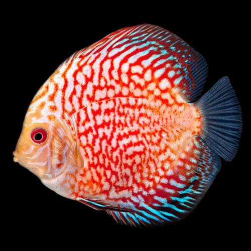 ca-dia-co-do ca-dia-co-do