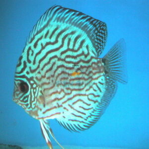 ca-dia-xanh-ngoc-lam