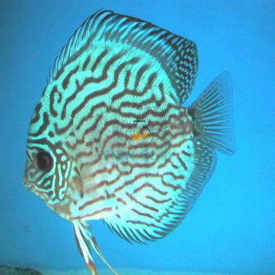 ca-dia-xanh-ngoc-lam