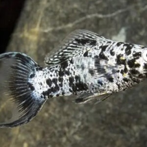 ca-molly-Dalmation-Lyretail