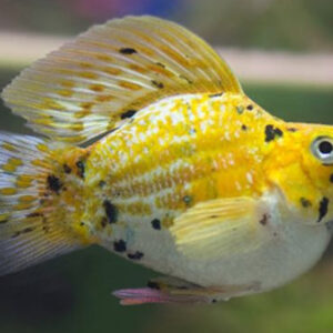 ca-molly-Doubloon-gold