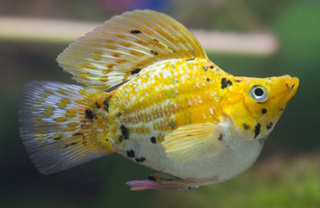 ca-molly-Doubloon-gold