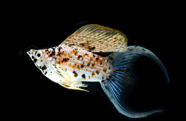 ca-molly-Sailfin-Harlequin