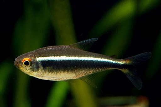 ca-neon-den ca-neon-den