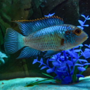 cá phượng hoàng blue acara