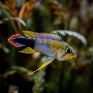 ca-phuong-hoang-panduro