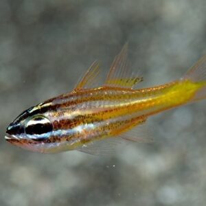 Cá hồng y sọc cam