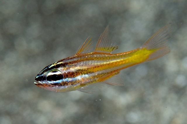 Cá hồng y sọc cam