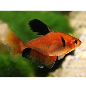 ca-hong-nhung-vay-dai