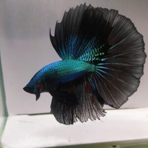 Cá Betta Lan Đen