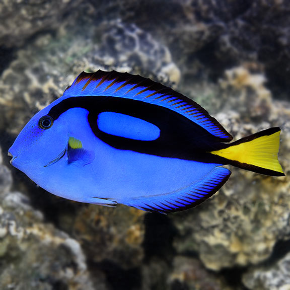 _Blue_Tang