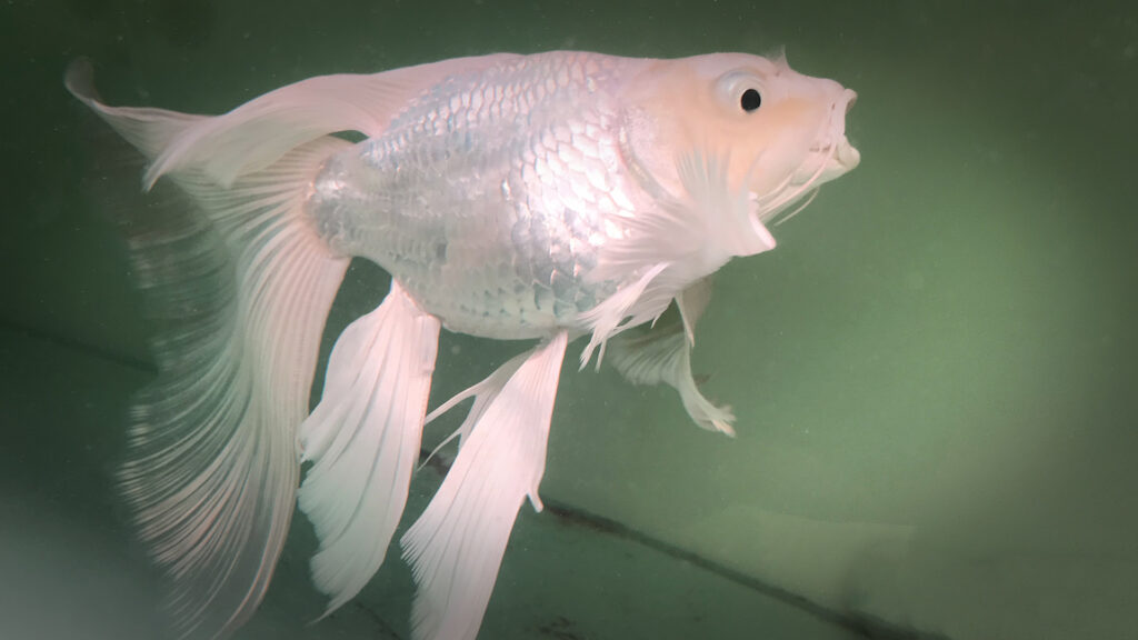Cá Chép Sư Tử Trắng
