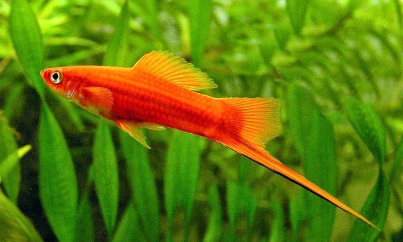 Cá Đuôi Kiếm Đỏ