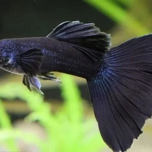 Cá bảy màu Blue Tarzan