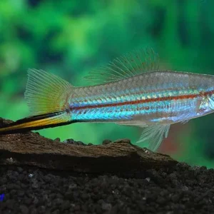 Cá kiếm cảnh Xiphophorus hellerii