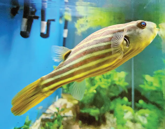 Bạn Đã Sẵn Sàng Đón Nhận Một Thử Thách Mới Với Cá Nóc Fahaka: Loài Cá Độc Đáo Với Tính Cách Hung Dữ 