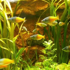 Bạn có thể nuôi chúng cùng với nhiều loài cá nhỏ và ôn hòa như cá bảy màu, cá neon, cá betta hoặc các loài cá khác.