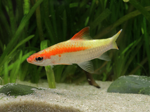 Bạn có thể tìm đến Dauaquarium để sở hữu những chú cá hồng mi vàng với mức giá phải chăng nhất