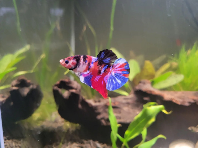 Bạn có thể trồng những loại cây thủy sinh dễ chăm sóc như Anubias, Java fern, hoặc các loại cây có thể bám vào đá hoặc gỗ để trang trí bể. 