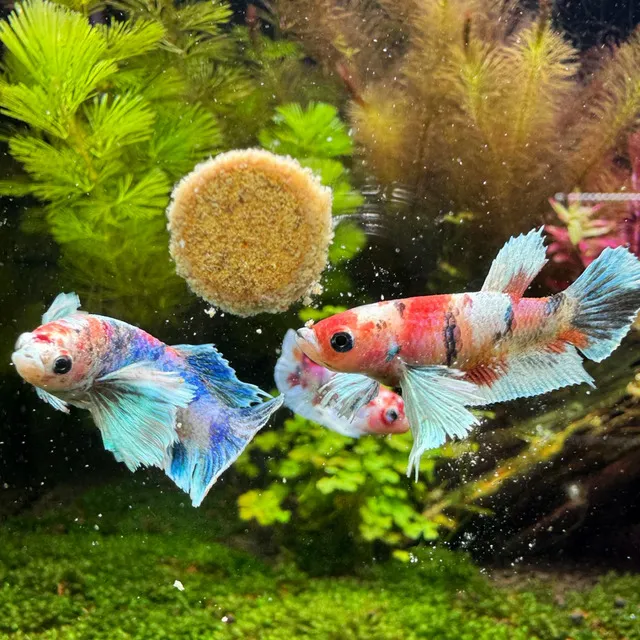 Bạn nên cho cá ăn các loại thức ăn chuyên dụng cho betta, bao gồm thức ăn viên, thức ăn tươi sống như trùn chỉ, artemia hoặc daphnia