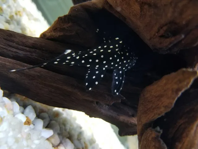 Bạn nên tạo nơi trú ẩn như cây thủy sinh, đá, hoặc rễ cây cho cá