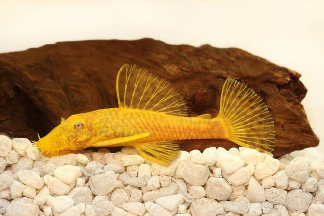 Bể cá cho cá lau kiếng vàng cần phải có dung tích ít nhất từ 80 đến 100 lít 