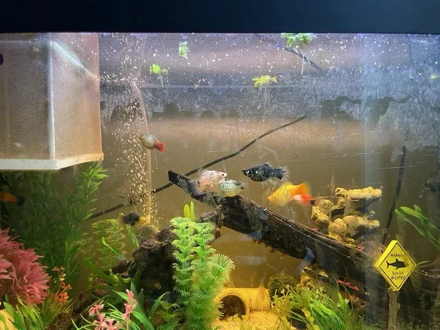 Bể cá dành cho Cá Mún không cần quá lớn nhưng cần đảm bảo đủ không gian cho chúng bơi lội