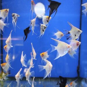 Bể cá nên có chiều cao lớn để phù hợp với vây dài của cá, tạo cho chúng không gian bơi thoải mái và tự nhiên.